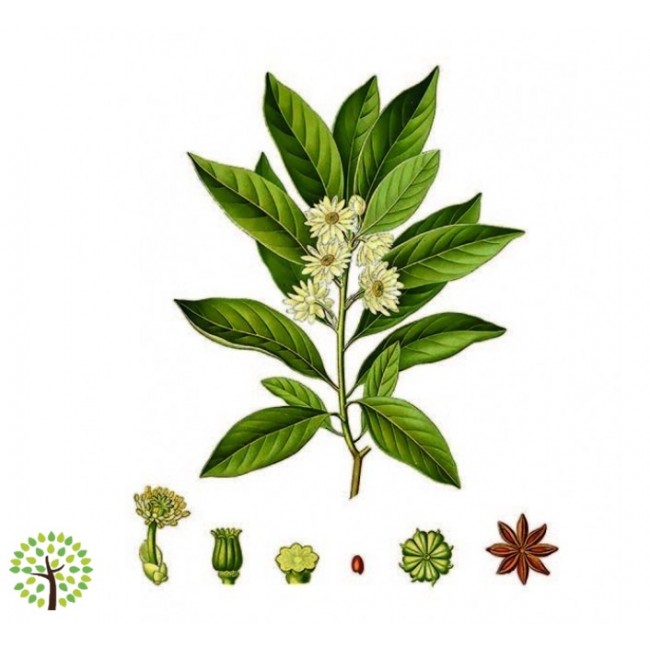 Bio Essenze - Anice Semi (1kg - frutti)